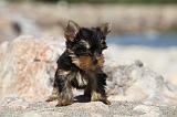 YORKSHIRE TERRIER 272